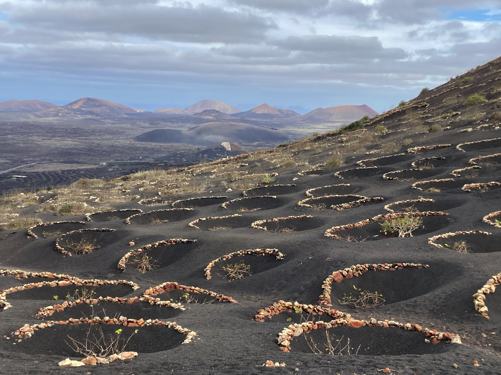 Lanzarote_072_La_Geria