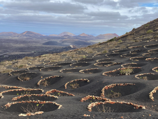 Lanzarote_072_La_Geria