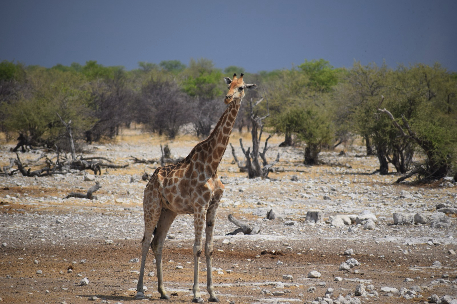 Namibie_013_j02_Safari_Etosha