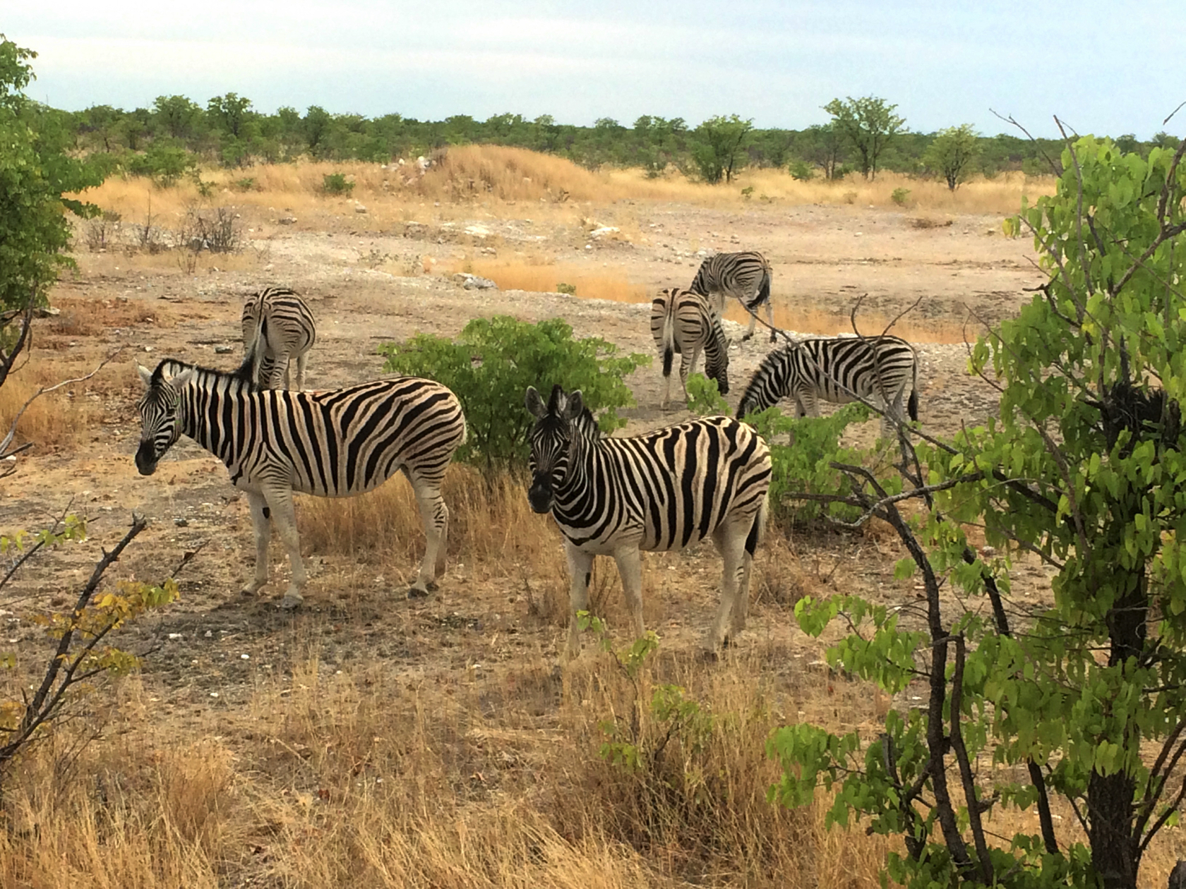 Namibie_026_j03_Safari_Etosha