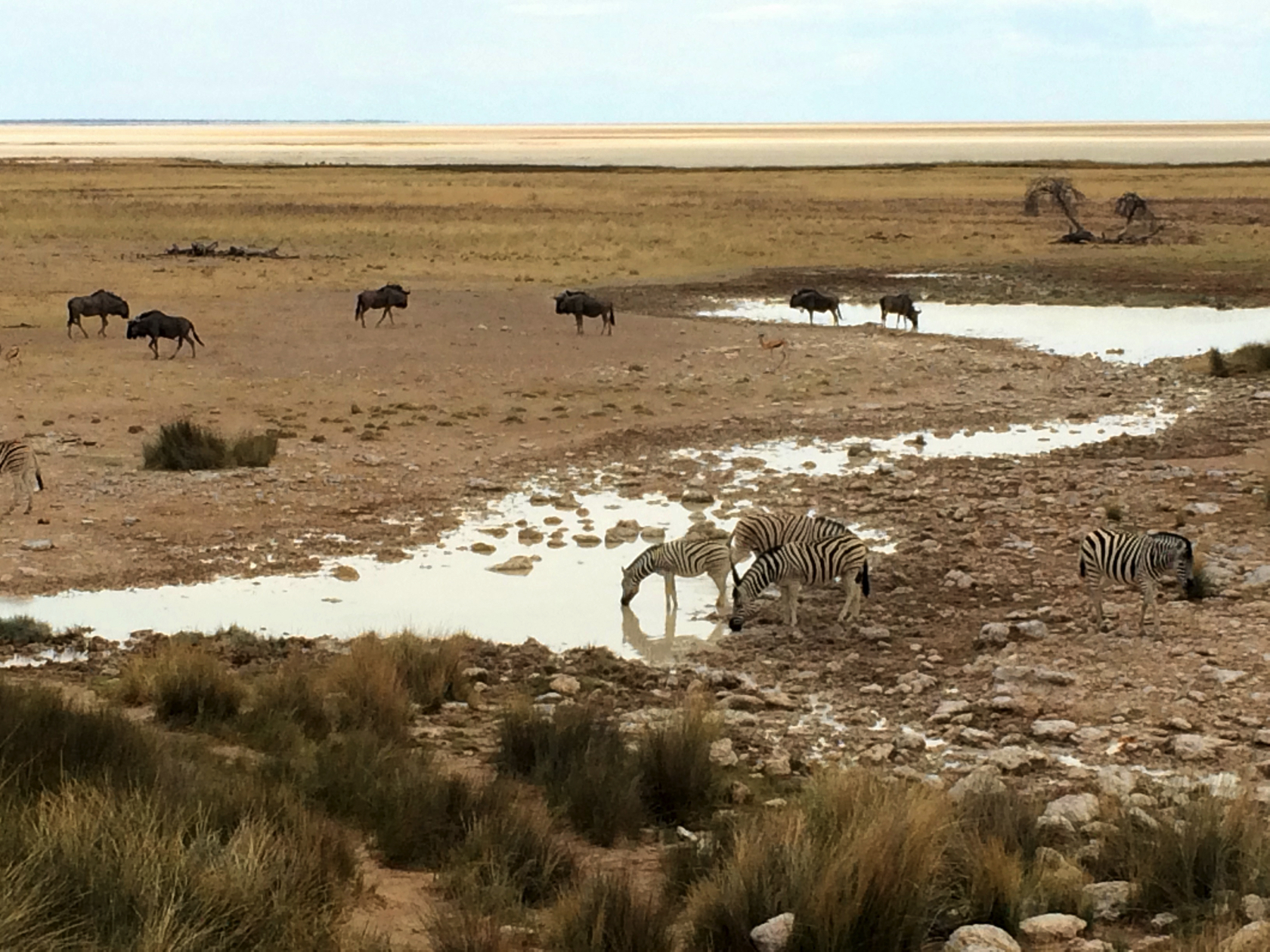 Namibie_041_j03_Safari_Etosha