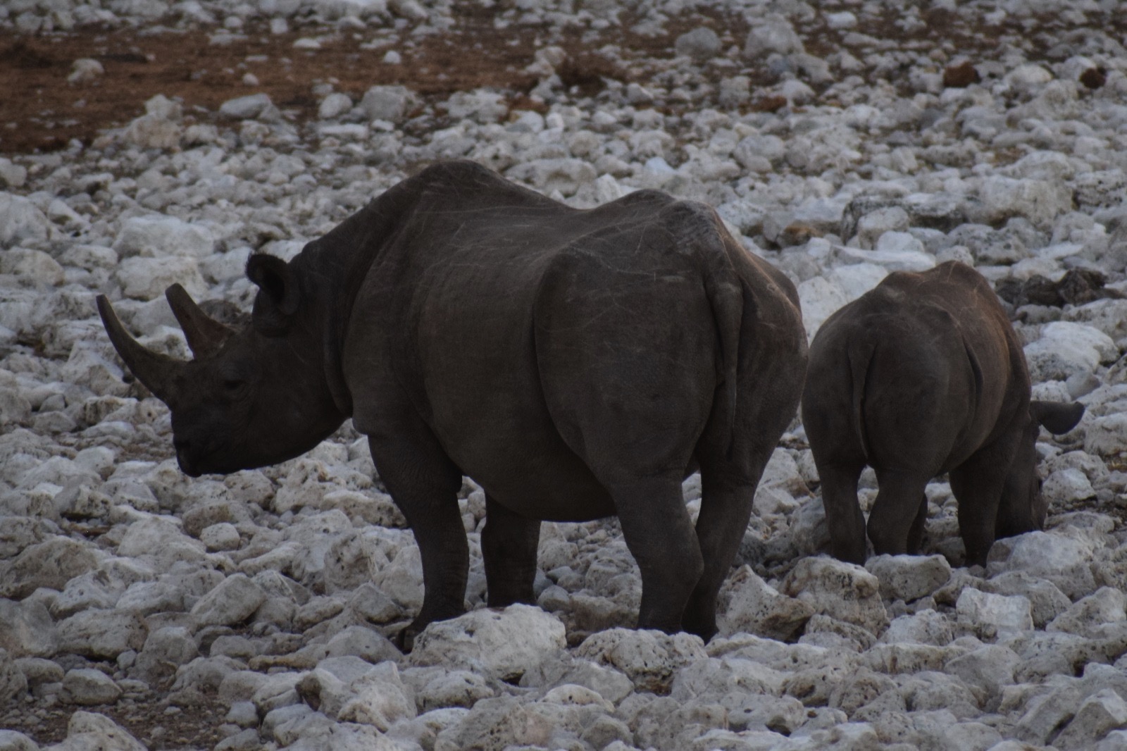 Namibie_063_J3_Point_d'eau_en_bordure_du_camping