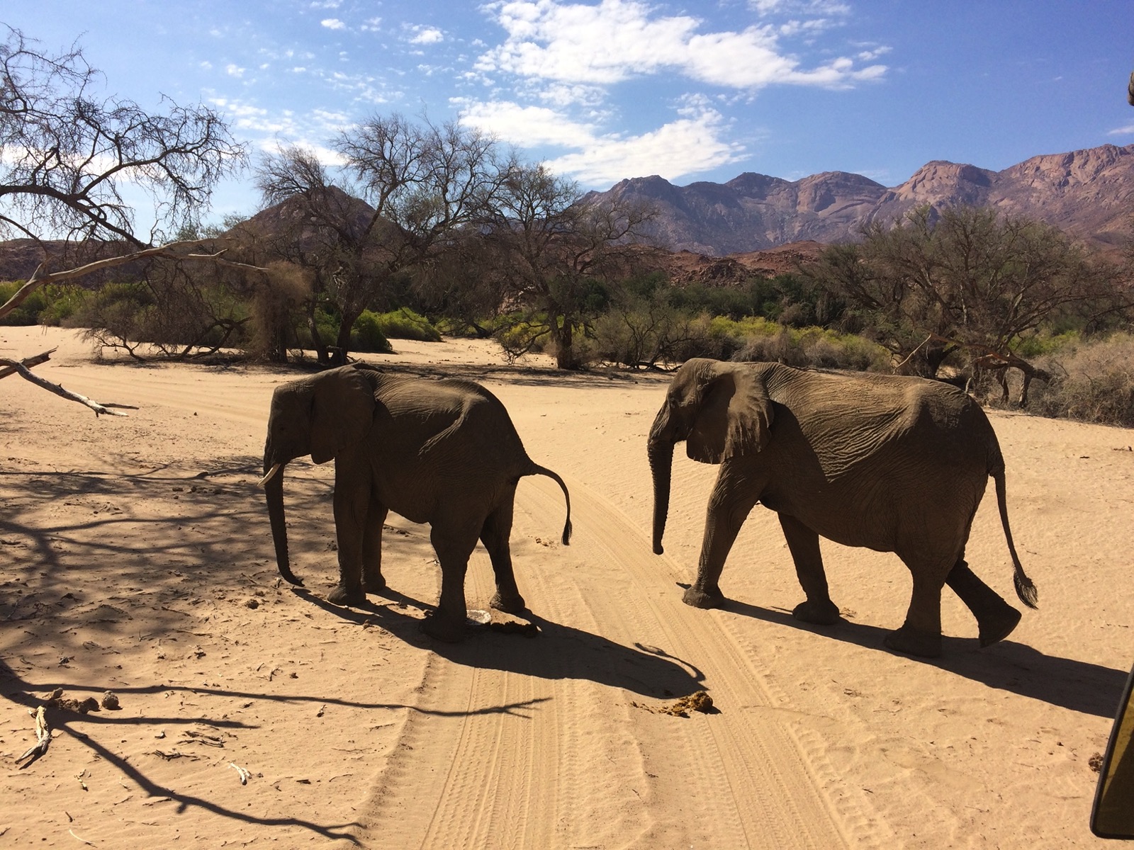 Namibie_082_J5_Safari_dans_le_Brandberg