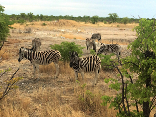 Namibie_026_j03_Safari_Etosha