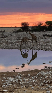 Namibie_059_j03_Point_d'eau