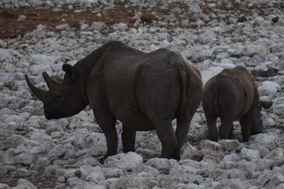 Namibie_063_j03_Point_d'eau