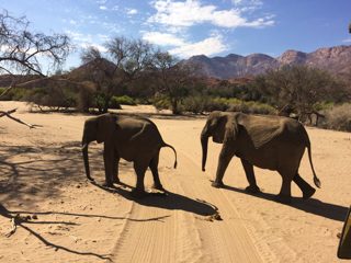 Namibie_082_j05_Safari_Brandberg